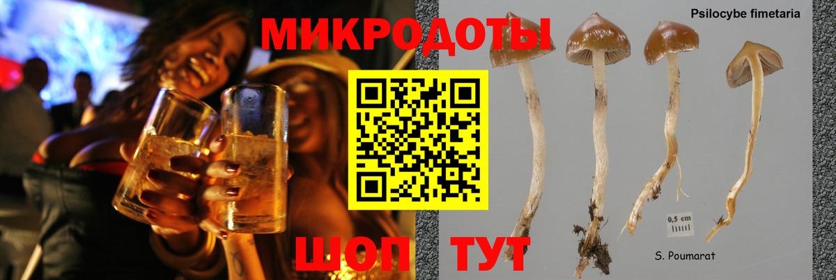 Галлюциногенные грибы Psilocybe Североуральск